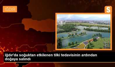 Iğdır’da soğuktan etkilenen tilki tedavisinin akabinde tabiata salındı