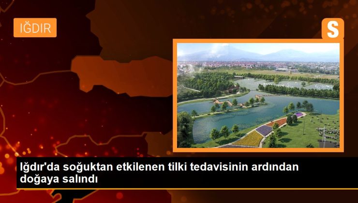 Iğdır’da soğuktan etkilenen tilki tedavisinin akabinde tabiata salındı