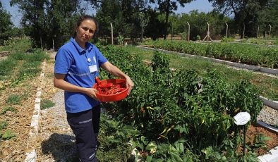 Büyükşehir 2025 Yerel Tohum Dağıtımı Hazırlıklarına Başladı